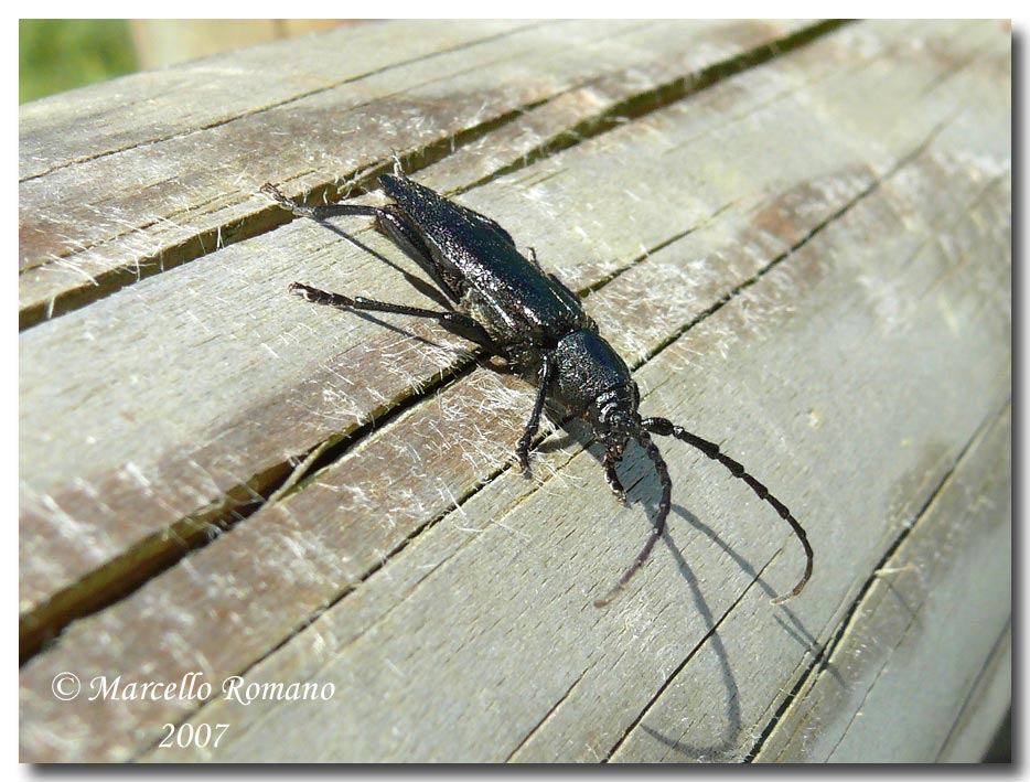 A spasso sulle Alpi Marittime: Ropalopus insubricus